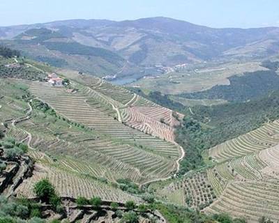 ADVID e Quercus unem-se em projeto de proteção da biodiversidade em Viticultura