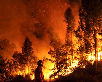 Agricultores afetados pelos incêndios já podem candidatar-se a apoios