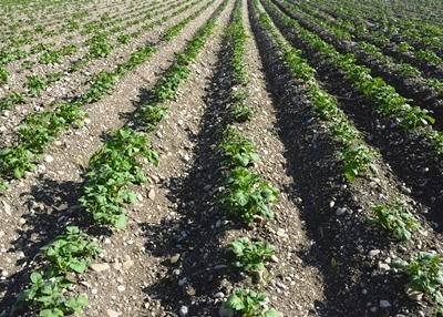 Agricultores alemães em dificuldades