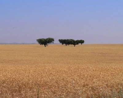 Agricultores contestam demora no PDR 2020