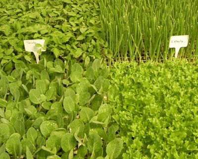 Agricultores dizem que preços vão subir devido à seca