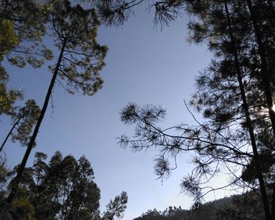 Agricultores portugueses «preocupados com o futuro da floresta»