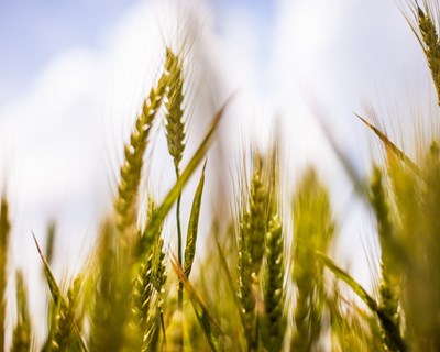 Agricultores preocupados com atrasos nos fundos