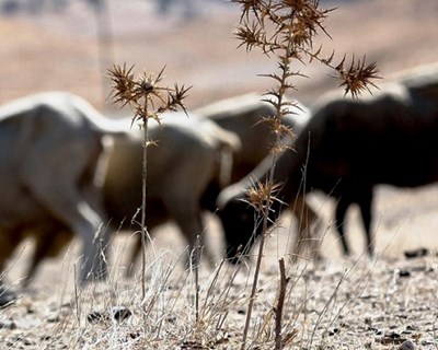 Agricultores querem conclusão do plano de rega do Alentejo
