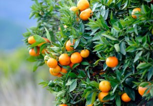 Agricultura: a eletrólise da água como alternativa aos fungicidas