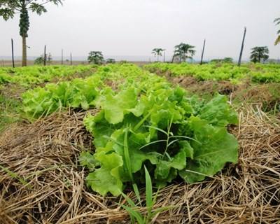 Agricultura: Angola na Expo Milão com o maior projeto de sempre