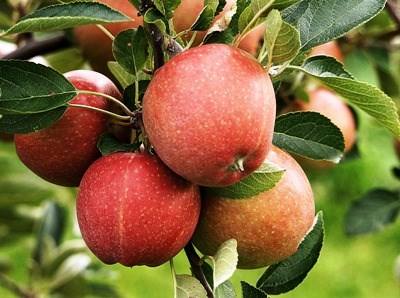 Agricultura Biológica: área de produção cresce 8% entre 2013 e 2014