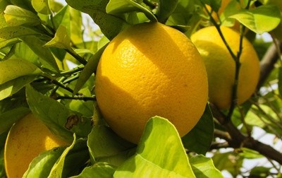 Agricultura biológica: mercado cresce mas é preciso estimular a produção