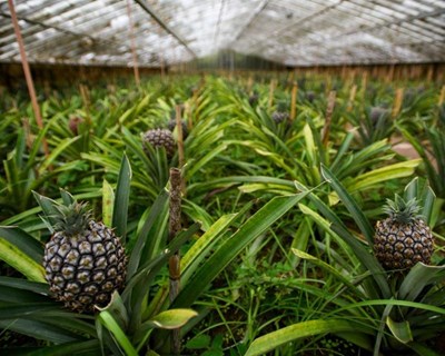 Agricultura Biológica: plano estratégico nos Açores inicia discussão pública em 2018