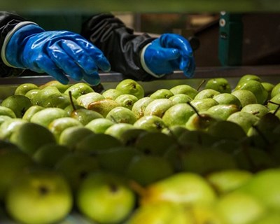 Agricultura Biológica: quanto vale a Beira Interior?