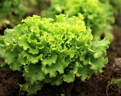 Agricultura biológica: UE sem acordo