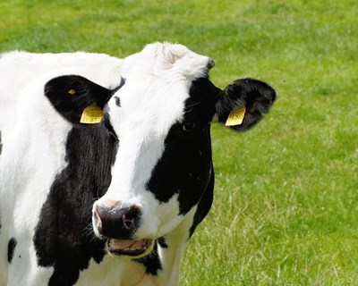 Agricultura diz que planos de vigilância e rastreio à BSE estão a ser aplicados