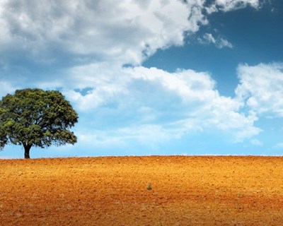 Agricultura do sudoeste alentejano  continua a alimentar o país