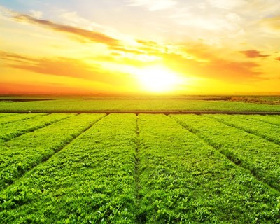 Agricultura e bioeconomia: BEI aprova 700 milhões de euros de financiamento no âmbito do Plano de Investimentos para a Europa
