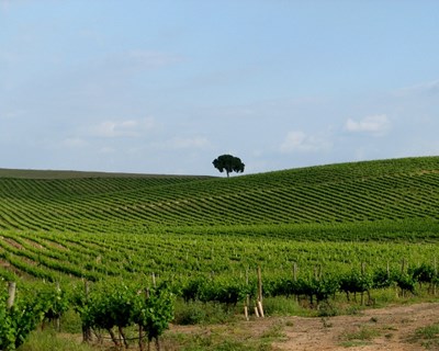 Agricultura e exportações em destaque no Congresso da CAP