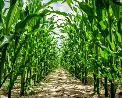 Agricultura em foco na conferência global sobre o clima
