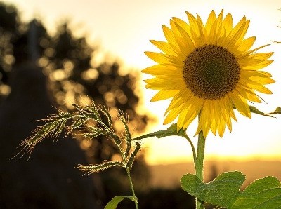 Agricultura escocesa quer manter-se na UE