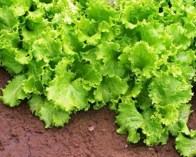 Agricultura: Portugal e França revelam sinais de deterioração