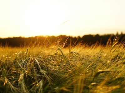 Agricultura: técnicas sustentáveis podem ajudar a combater a escassez de alimentos