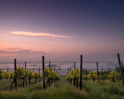 Agricultura unida no combate às alterações climáticas