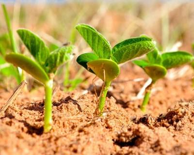 Agricultura vai render mais dinheiro este ano
