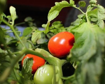 Agrobio celebra 30 anos em Lagos