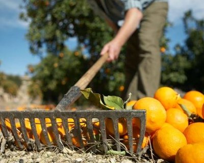 Agrobio lança I edição do curso de produção biológico