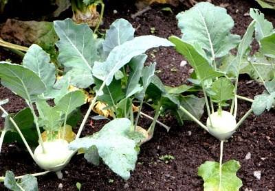 Agrobio promove I Curso de Hortas e Jardins
