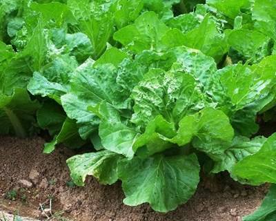 Agrobio promove uma PAC mais verde
