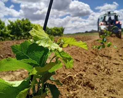 Agroglobal realiza primeiro ensaio nacional em regime de regadio para aveleiras em sebe