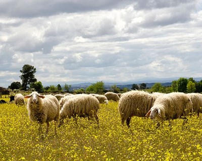 Agropecuária defende o papel dos animais na descarbonização dos ecossistemas