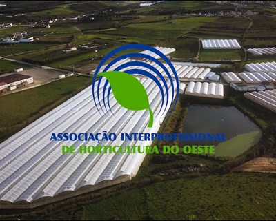 AIHO: "O regresso da eletricidade verde é uma mão cheia de nada"