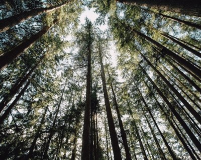 Ainda existem 57 municípios sem planos de defesa da floresta
