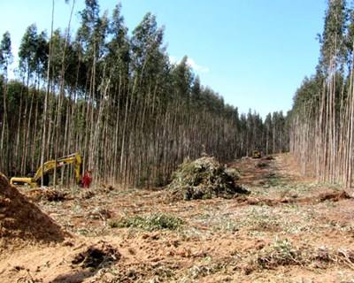 Albergaria-a-Velha: 9.ª edição da Expoflorestal mostra potencialidades do setor