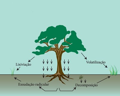 Alelopatia