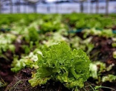 Alemanha quer apostar na produção biológica