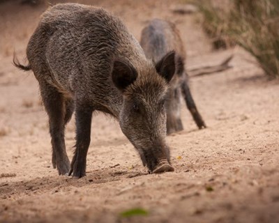 Alemanha regista mais cinco casos de Peste Suína Africana em javalis