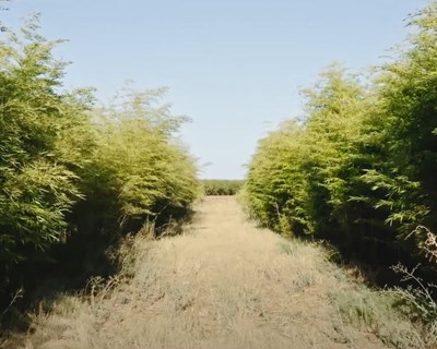 Alenbambu instala cultura inovadora no Alentejo