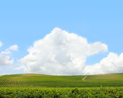 Alenquer celebra vinha e vinho