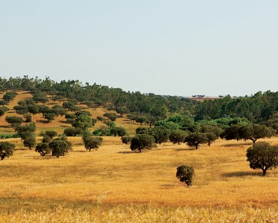 Aprovado investimento de €1,1 milhões para dois novos projetos no Alentejo