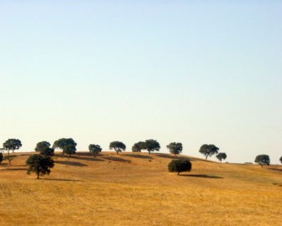 Alentejo: agricultores pedem ajuda ao Governo