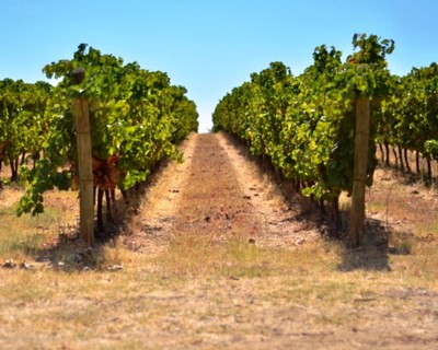 Alentejo aposta no enoturismo para valorizar os vinhos
