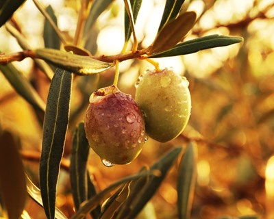 “Alentejo Circular” promove a eficiência nas fileiras do azeite, vinho e suinicultura