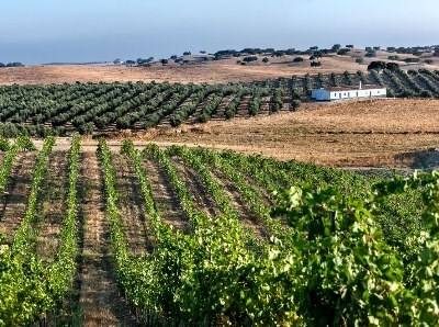 Alentejo coloca no mercado 55 milhões de litros de vinho no 1.º semestre do ano