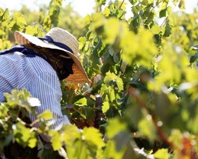 Alentejo convida à pisa de uvas em lagares de mármore