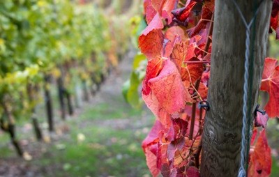 Alentejo decisivo no trajeto «notável» do vinho português