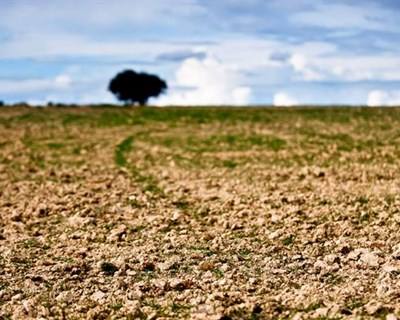 Alentejo: falta de água pode provocar calamidade na pecuária em Mértola