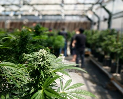 Alentejo: Esporão arrenda à canadiana Tilray 20 hectares para plantação de canábis