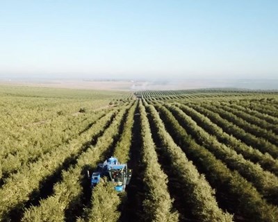 Alentejo: um olival que resiste