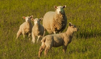 Alimentação animal: previsão pessimista no mercado da UE para 2016